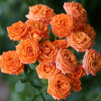 Троянда спрей Оранж Бейбі зображення 4