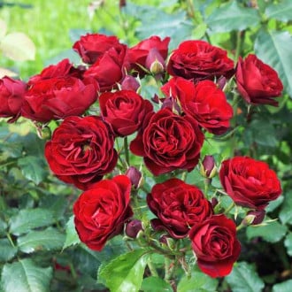 Троянда спрей Ред Сенсейшн зображення 6