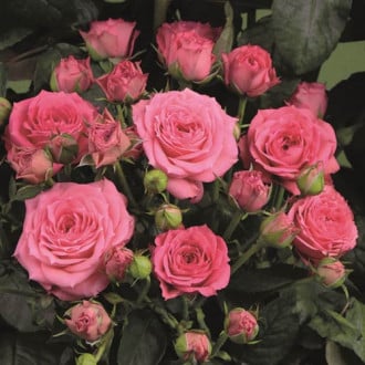 Троянда спрей Вікторія зображення 6