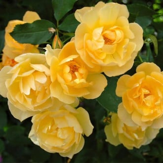 Троянда спрей Єллоу Стар зображення 2