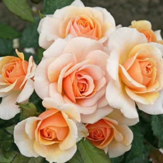 Троянда флорібунда Світ Хоней зображення 3