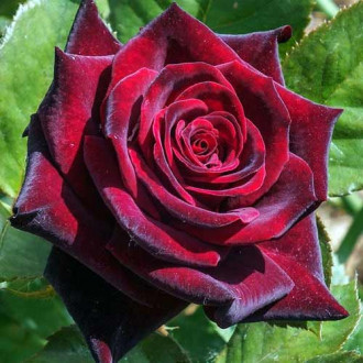 Троянда чайно-гібридна Чорна Магія зображення 1