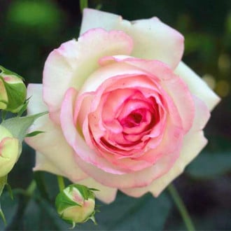Троянда чайно-гібридна Дольче Віта зображення 4