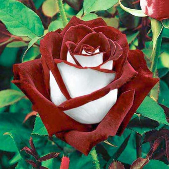 Троянда чайно-гібридна Осирія зображення 5