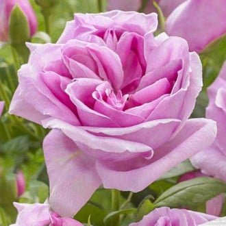 Троянда чайно-гібридна Ліпарфюм зображення 4