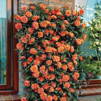 Роза плетистая Оранжевая рисунок 1