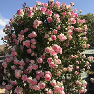 Троянда плетиста П'єр де Ронсар зображення 6
