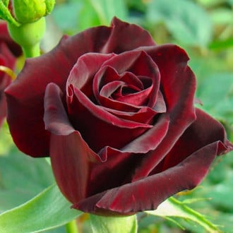 Троянда чайно-гібридна Блек Баккара зображення 5