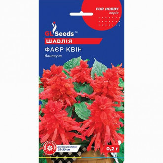 Сальвия Фаер Квин GL Seeds рисунок 6