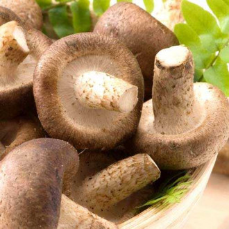 Шіїтаке зображення 18