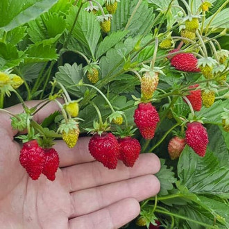 Земляника (мелкоплодная) Мечта фото 16 Земляника (мелкоплодная) Мечта рисунок 16
