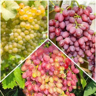 Комплект винограду безкісточкового з 3 сортів зображення 4