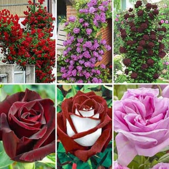 Комплект чайно-гібридних та плетистих троянд з 6 сортiв зображення 5