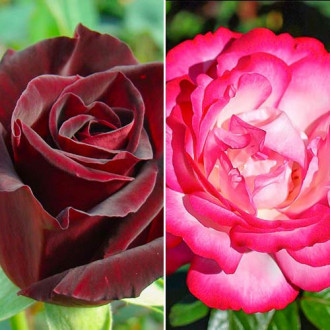 Комплект чайно-гібридних троянд Блек енд Вайт з 2 сортів зображення 3