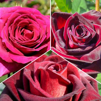 Комплект чайно-гібридних троянд Триколор з 3 сортів зображення 2