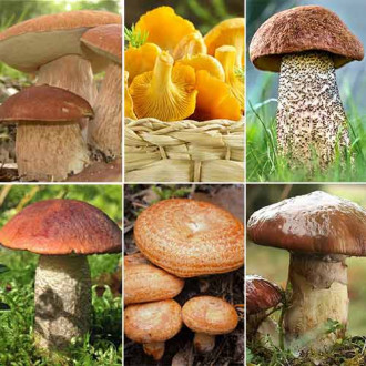 Суперпропозиція! Набір грибів Хіт Сезону зображення 12