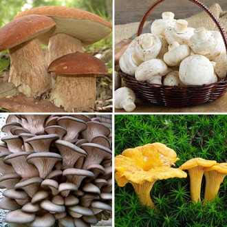 Суперпропозиція! Комплект грибів з 4-х упаковок зображення 15