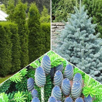 Комплект хвойних рослин Лісовий куточок із 3 сортів зображення 5