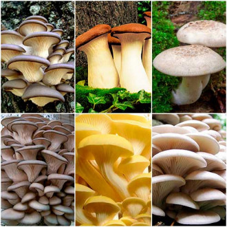 Суперпропозиція! Комплект грибів Вирощуємо вдома з 6 упаковок зображення 18