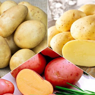 Комплект картоплі Розсипчастий з 3 сортів зображення 1