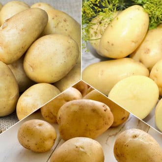 Комплект картофеля Скороспелый из 3 сортов рисунок 3