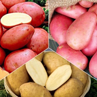 Комплект картофеля Урожайный из 3 сортов рисунок 2