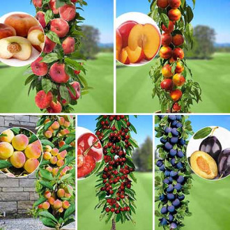 Комплект колоновидных деревьев Любимые фрукты из 5 сортов рисунок 2
