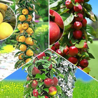 Комплект яблуні колоновидної Гурман з 3 сортів зображення 5