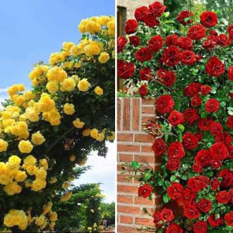 Комплект плетистих троянд Дуо з 2 сортiв зображення 1
