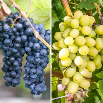 Комплект винограду Гіганти з 2 сортів зображення 1