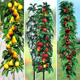 Суперпропозиція! Комплект  колоновидних дерев з 3-х саджанців зображення 13