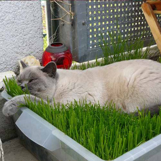 Трава для кошек Seedera рисунок 2