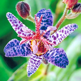 Трициртис (садова орхідея) Blue Spotted зображення 5