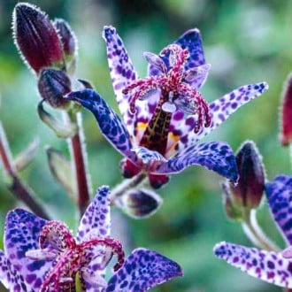 Трициртис (садова орхідея) Блю зображення 2