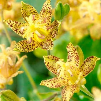 Трициртис (садова орхідея) Голден Фестівал зображення 4