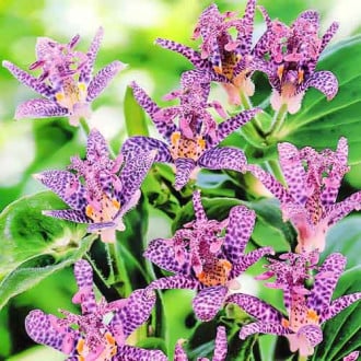Трициртис (садова орхідея) Пурпл зображення 1