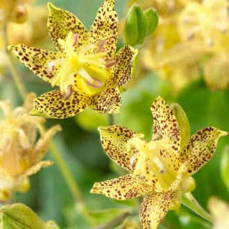 Трициртис (садова орхідея) Єллоу зображення 6