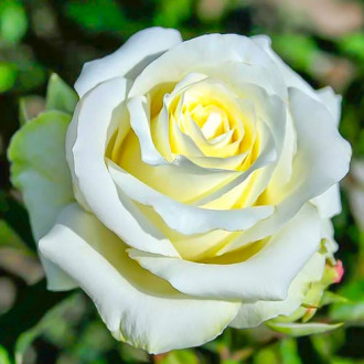 Троянда чайно-гібридна Анастасія зображення 6