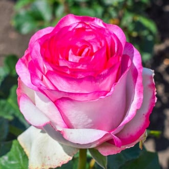 Троянда чайно-гібридна Белла Віта зображення 1