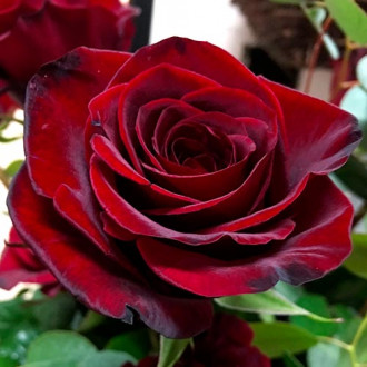 Троянда чайно-гібридна Блек Меджик зображення 3