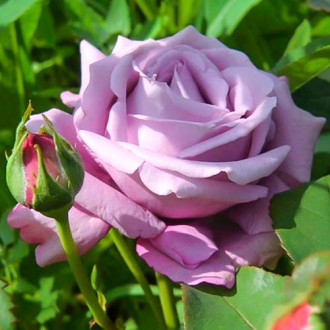 Троянда чайно-гібридна Blue Monday зображення 6