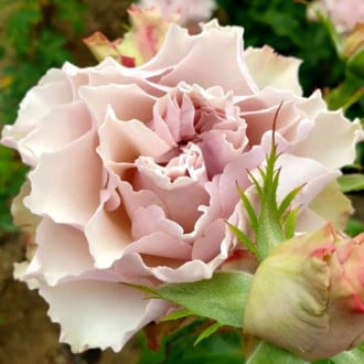 Троянда чайно-гібридна Бурбон Стріт зображення 3