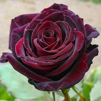 Роза чайно-гибридная Черный Барон рисунок 2