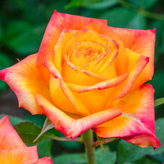 Троянда чайно-гібридна Girandola зображення 5