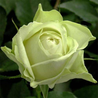 Троянда чайно-гібридна Ківі зображення 6