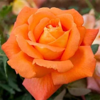 Троянда чайно-гібридна Луї де Фюнес зображення 1
