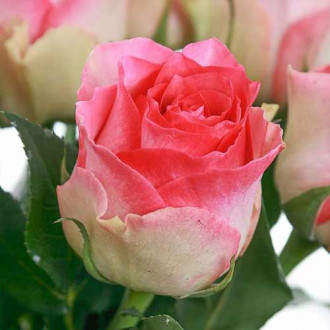 Троянда чайно-гібридна Малібу зображення 3