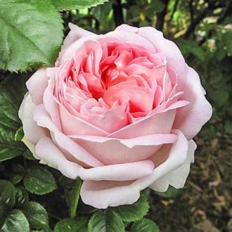 Троянда чайно-гібридна Міріам зображення 2