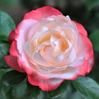 Троянда чайно-гібридна Ностальжі зображення 3