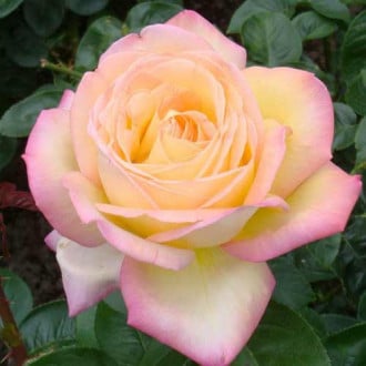 Троянда чайно-гібридна Піс зображення 5